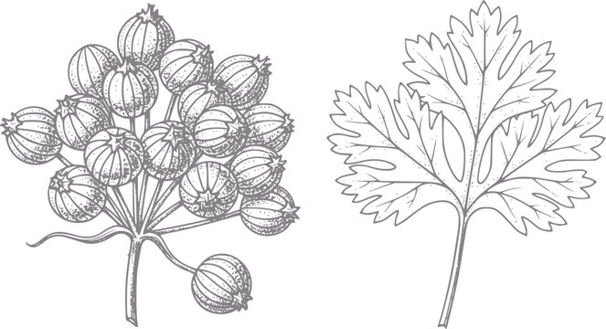 Botanical of coriander seeds and leaf