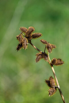 Cocklebur invasive plant (Xanthium genus) with green out of focus background.