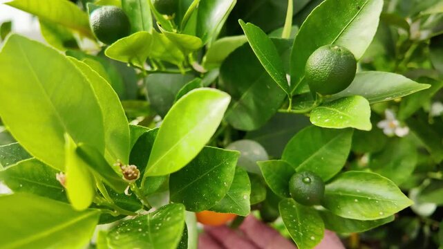 Mandarin Trees Growing in Greenhouse &ndash; Hobby Gardening and Citrus Cultivation