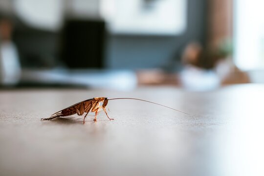 Cockroach moves across a table in an indoor setting during the daytime hours