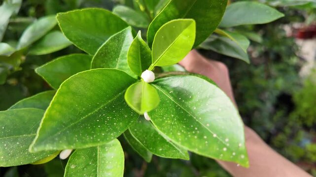 Mandarin Trees Growing in Greenhouse &ndash; Hobby Gardening and Citrus Cultivation