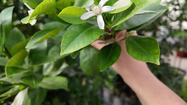 Mandarin Trees Growing in Greenhouse &ndash; Hobby Gardening and Citrus Cultivation