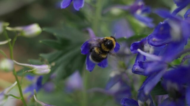 Bumblebee Collecting Nectar From Vibrant Purple Flowers in a Lush Garden Close Up