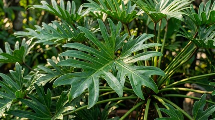 Fototapeta premium Fresh green exotic philodendron leaves with dew drops in tropical garden