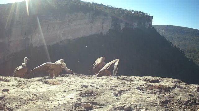 Griffon vulture (Gyps fulvus) recorded in Spain
