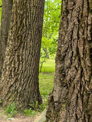 Fototapeta premium Two old oak tree trunks with rough bark and green park background