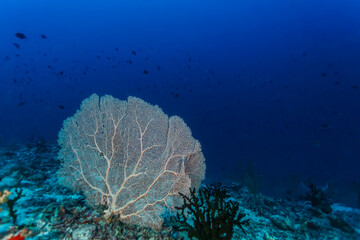 Large white sea fan in deep blue water © Pete Niesen Photo