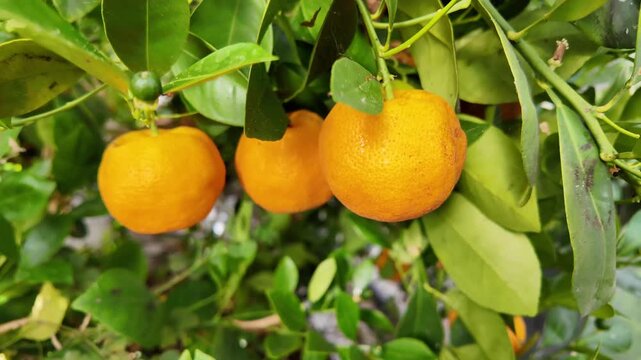Mandarin Trees Growing in Greenhouse &ndash; Hobby Gardening and Citrus Cultivation