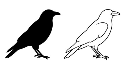 Raven Silhouette And Outline On White Background Bird Illustration © UmmeFaria