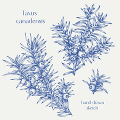 Obraz premium Vintage set Vector yew branches. Taxus canadensis. Hand drawn sketch. Engraved Blue beige graphic elements. Illustration for holiday decor design, greeting card, new year decoration. Winter plant