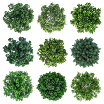 Tree top view design element set