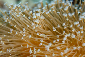 Closeup of white star shaped polyps weeping willow leather coral © Pete Niesen Photo