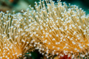 Closeup of white star shaped polyps weeping willow leather coral © Pete Niesen Photo