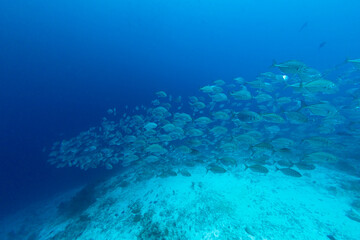 Turquoise water above coral reef teeming with school of large fish © Pete Niesen Photo