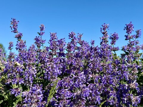 A vibrant field of blooming purple catmint flowers reaching toward a bright blue sky. Close-up nature photography of fragrant summer blossoms, showcasing rich colors and a lush garden environment.