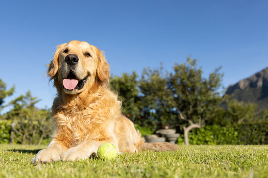 Golden retriever lying on mown lawn, panting by tennis ball, hedges and stone stack, mountain