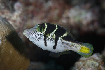 close up macro of Valentin's sharpnose puffer © Pete Niesen Photo