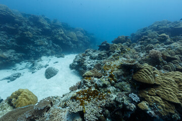 Closeup of coral colonies on reef in Palau © Pete Niesen Photo