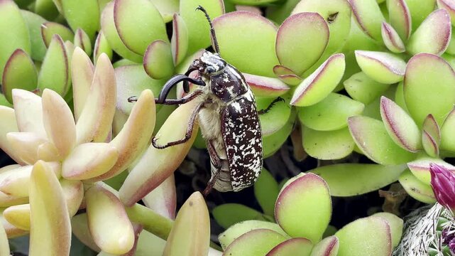 A male marbled beetle navigates among plants, exploring the area. Majorca, Spain.