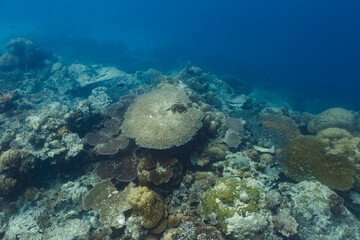 Different coral species living together on reef © Pete Niesen Photo