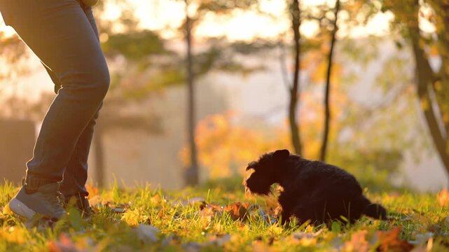Owner and Miniature Schnauzer in Golden Autumn Light