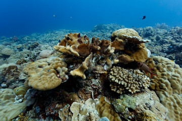 Closeup of different shaped coral crowded on reef in south pacific © Pete Niesen Photo