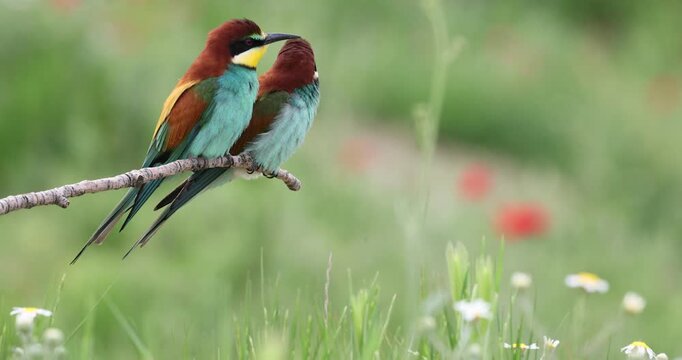 European Bee eater on a cloudy early spring day in a field of poppies and daisies