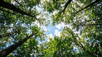 Fototapeta premium Trees reach toward a blue sky with fluffy white clouds creating a natural canopy in this tranquil woodland setting.