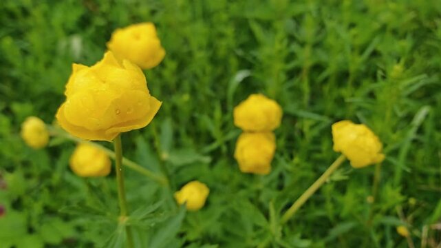 Yellow globeflower flowers blooming in green meadow grass, spring wildflower botanical scene.