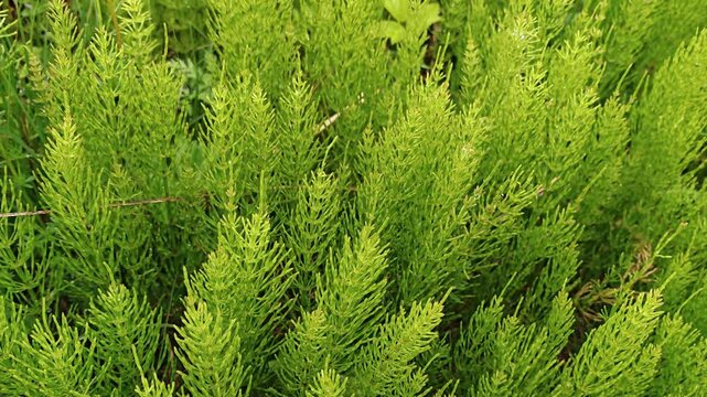 Fresh green horsetail plants growing densely in spring nature, botanical texture closeup.
