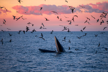 Naklejka premium Bryde Whale in Quy Nhơn Beach Vietnam