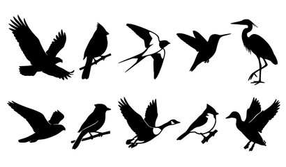 Fototapeta premium Flying Birds Silhouette Collection Wildlife Nature Vector Set