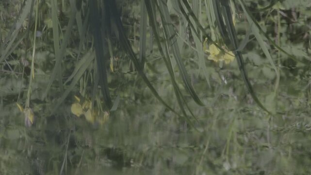 Lush marshland vegetation featuring aquatic plants, blooming flowers, and trees in the serene natural reserve known as Le Foppe Oasis.