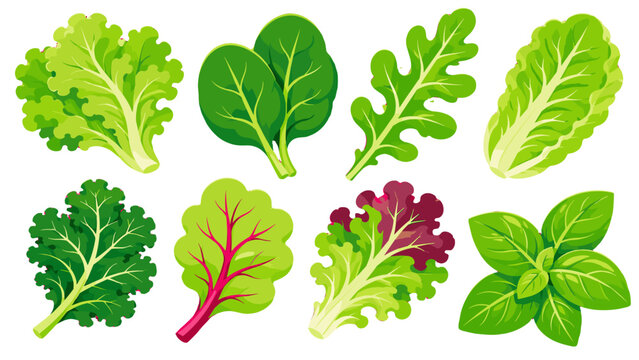 Set of leafy green salad vegetables and basil vector icons