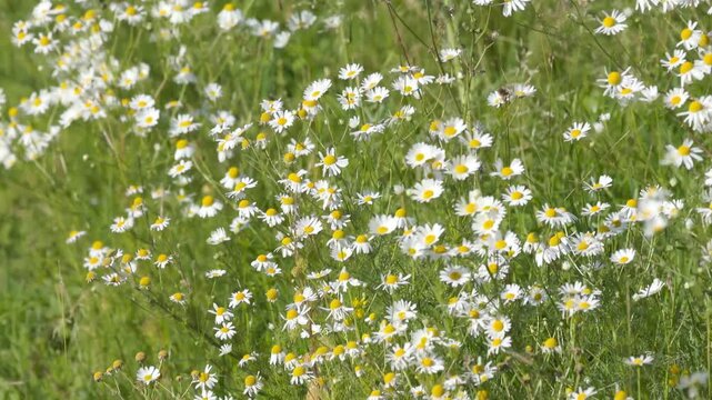 beautiful scentless chamomile flowers blow in the wind in a meadow, many chamomile blossoms sway back and forth in the sunshine, small white flowers with yellow stigmas, Tripleurospermum inodorum
