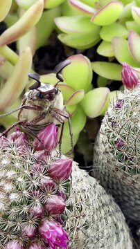 Vertical video. A male marbled beetle unsuccessfully attempts to fly. Speed ​​0.7x. Mallorca, Spain.