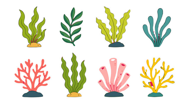 Hand drawn seaweed, coral and sponge marine set