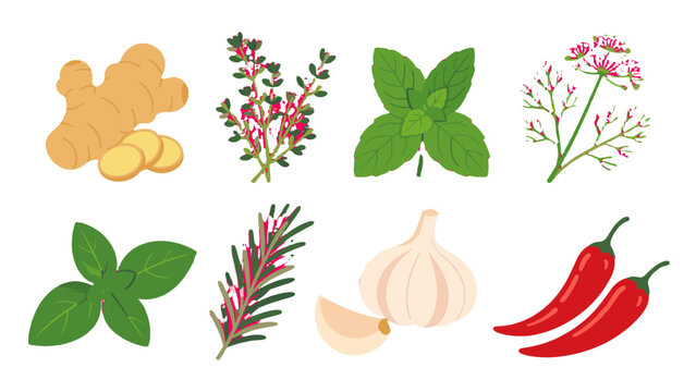 Vector set of herbs, spices, garlic, ginger and red chili