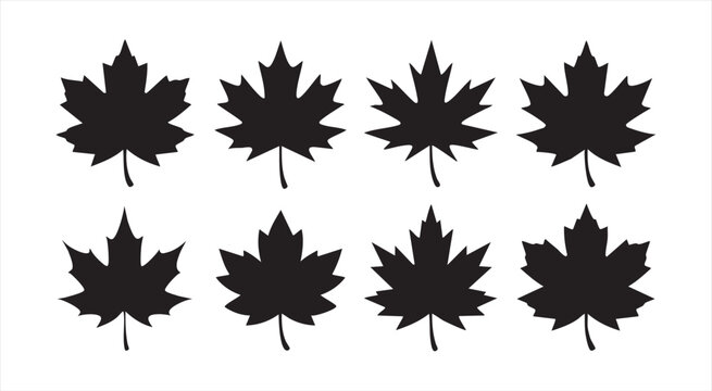 Set of black maple leaves isolated on white background, nature elements, various styles.