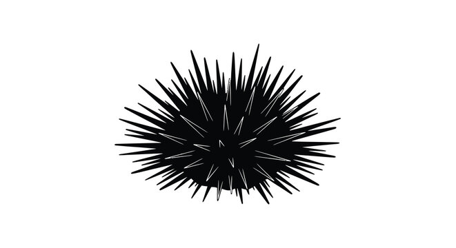 Sea urchin silhouette against a white background