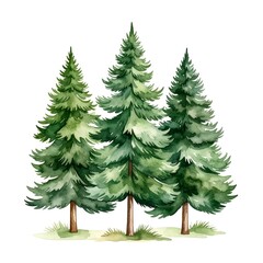 Fototapeta premium Tall green pine trees in a row against white background.