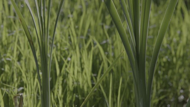 Lush marshland vegetation featuring aquatic plants, blooming flowers, and trees in the serene natural reserve known as Le Foppe Oasis.