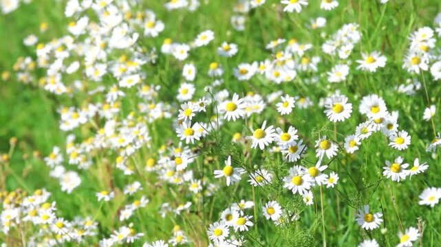 Scentless chamomile in a meadow, many chamomile flowers in the sunshine, small white flowers with yellow stigmas, Tripleurospermum inodorum