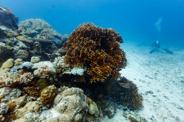 closeup of branching coral at edge of coral reef © Pete Niesen Photo