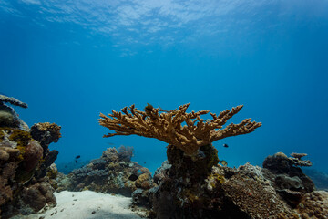Closeup of branching coral rising up from coral reef © Pete Niesen Photo