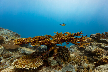 Closeup of beautiful wide spreading branching coral on reef © Pete Niesen Photo