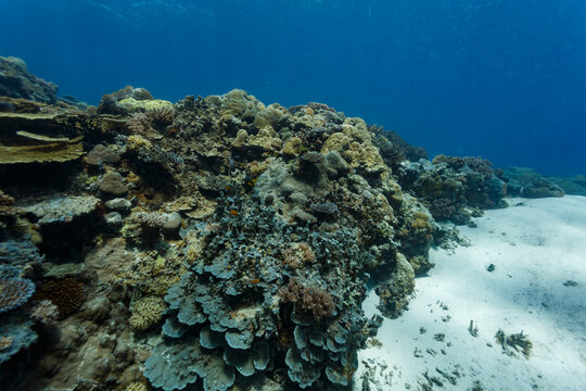 Coral reef mound of Fungiidae, Cnidaria, Stoney, millepora dichotoma, corals crowded in colony