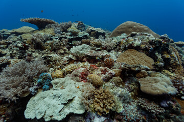 Closeup of variety sizes, shapes, and colors of coral reef in Palau © Pete Niesen Photo