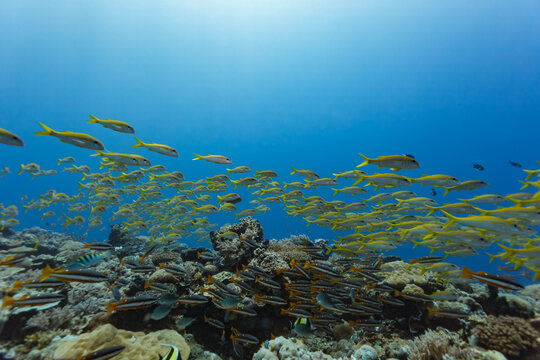 School of Bigeye snapper or Bigeye Yellow Snapper, Lutjanus lutjanus, passes above school of black and white stripe with orange tail fish and moorish idols on reef