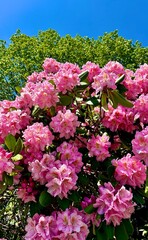 Obraz premium Cluster of pink flowers blooming on a bush,